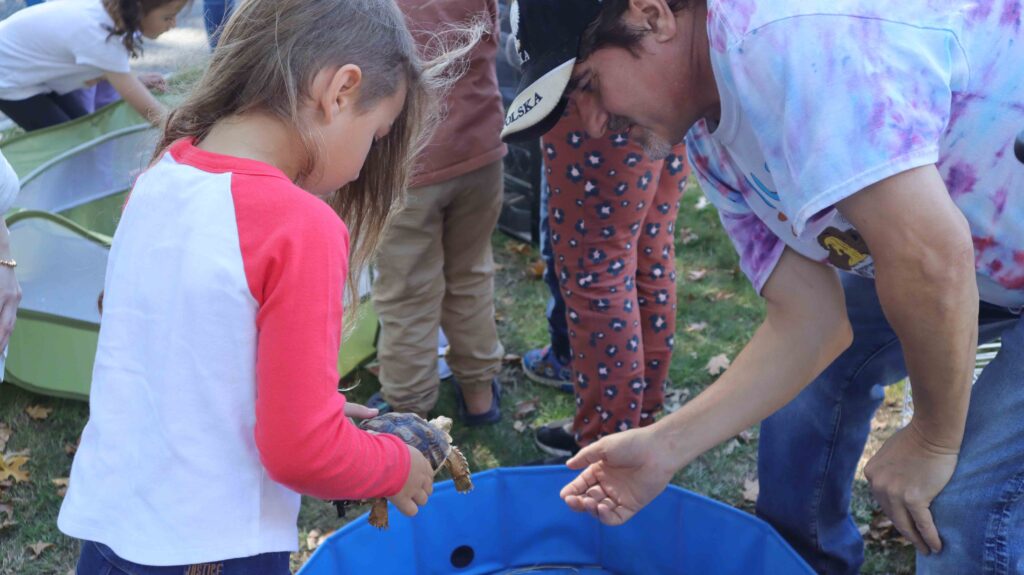 A young child holds a turtle at Ludlow's Annual Fall Fest.